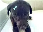 Cachorro raça SRD idade 2 a 6 meses nome Anjinhos abandonados
