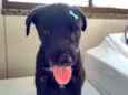 Anjinho abandonado