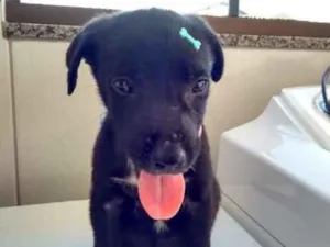 Cachorro raça SRD idade 2 a 6 meses nome Anjinho abandonado