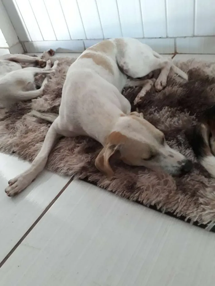 Cachorro ra a Fox paulistinha idade 7 a 11 meses nome grandão e guelo