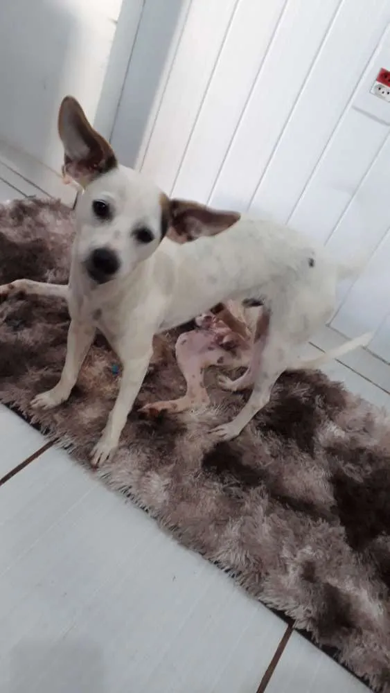 Cachorro ra a Fox paulistinha idade 7 a 11 meses nome grandão e guelo