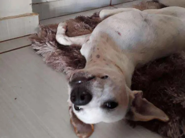Cachorro ra a Fox paulistinha idade 7 a 11 meses nome grandão e guelo