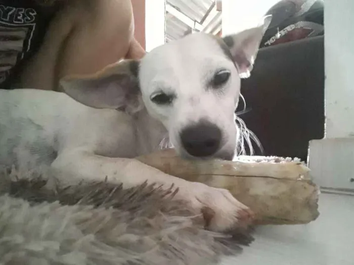 Cachorro ra a Fox paulistinha idade 7 a 11 meses nome grandão e guelo