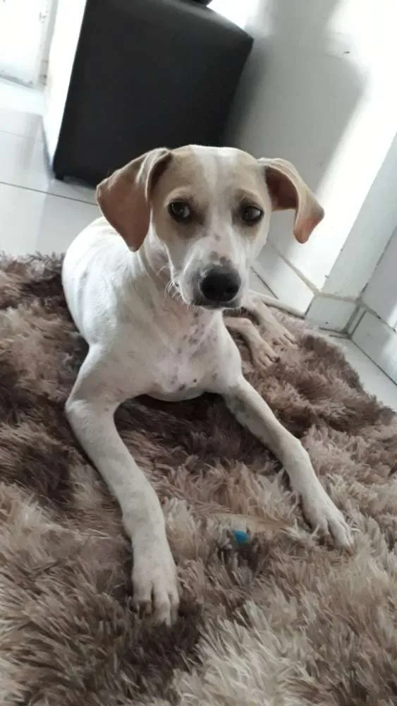 Cachorro ra a Fox paulistinha idade 7 a 11 meses nome grandão e guelo