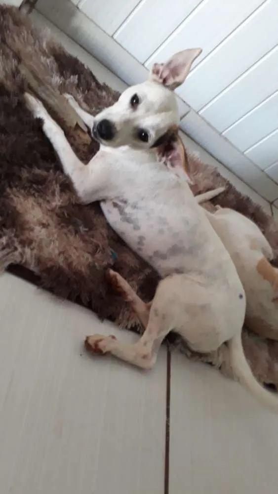 Cachorro ra a Fox paulistinha idade 7 a 11 meses nome grandão e guelo