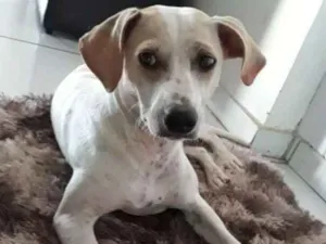Cachorro raça Fox paulistinha idade 7 a 11 meses nome grandão e guelo