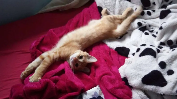 Gato ra a SRD idade 2 a 6 meses nome Thomas