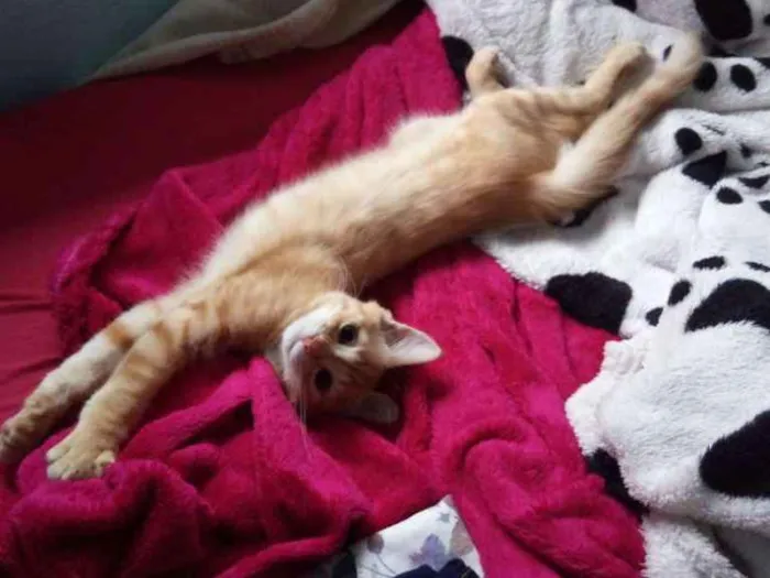 Gato ra a SRD idade 2 a 6 meses nome Thomas