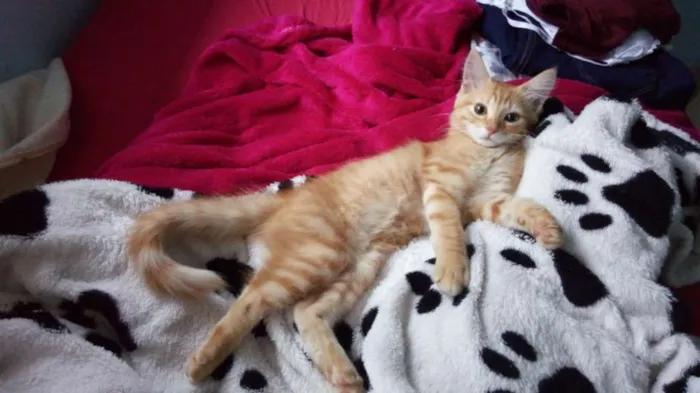Gato ra a SRD idade 2 a 6 meses nome Thomas