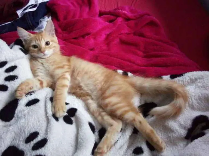 Gato ra a SRD idade 2 a 6 meses nome Thomas