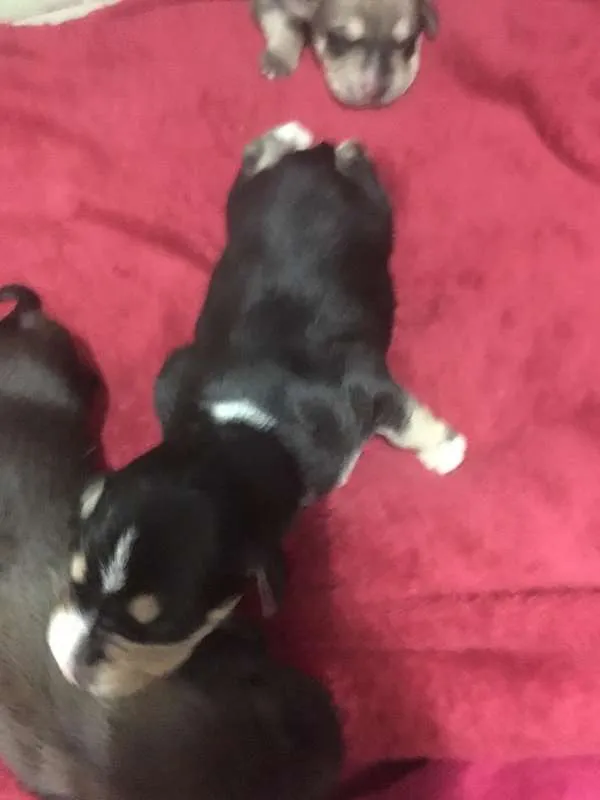 Cachorro raça Indefinida idade 2 a 6 meses nome Thor & Capitão