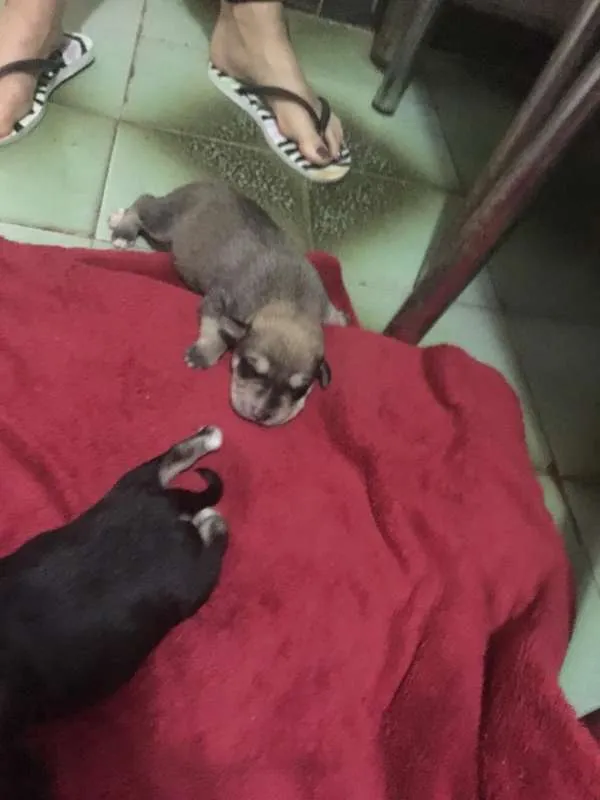 Cachorro raça Indefinida idade 2 a 6 meses nome Thor & Capitão