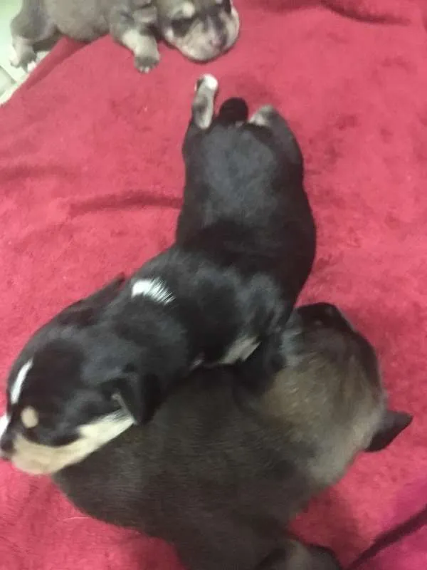 Cachorro raça Indefinida idade 2 a 6 meses nome Thor & Capitão