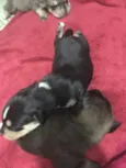 Thor & Capitão