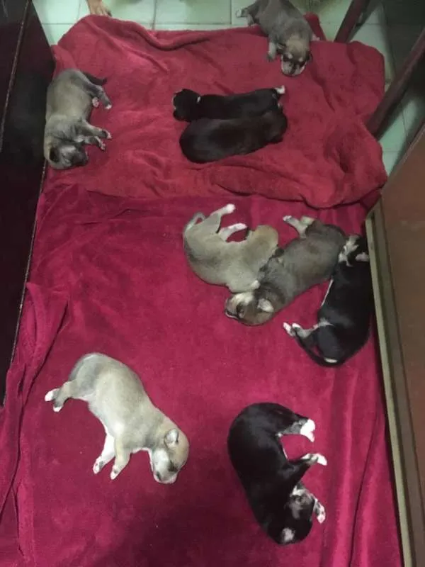 Cachorro raça Indefinida idade 2 a 6 meses nome Thor & Capitão