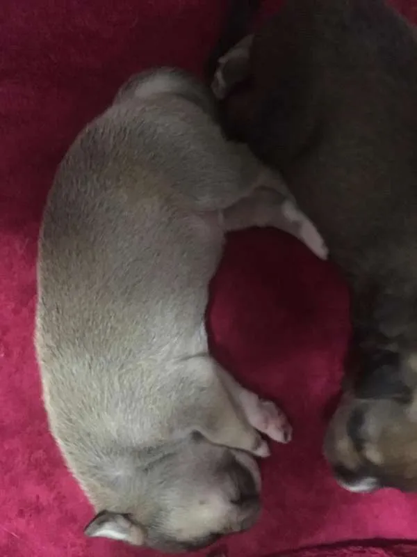 Cachorro raça Indefinida idade 2 a 6 meses nome Thor & Capitão