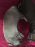 Thor & Capitão