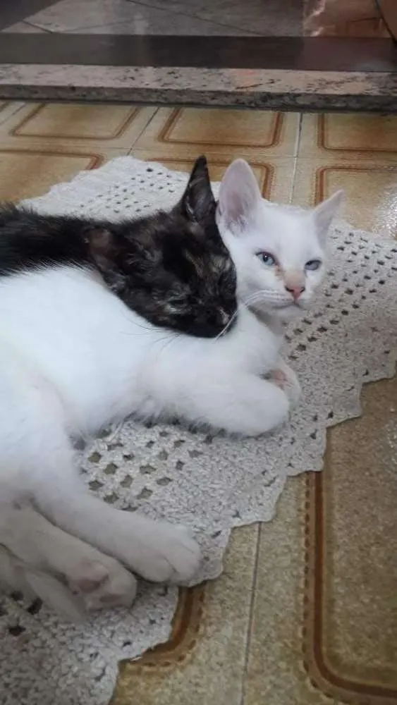 Gato raça Sem raça definicca idade 2 a 6 meses nome Branco e Rajado