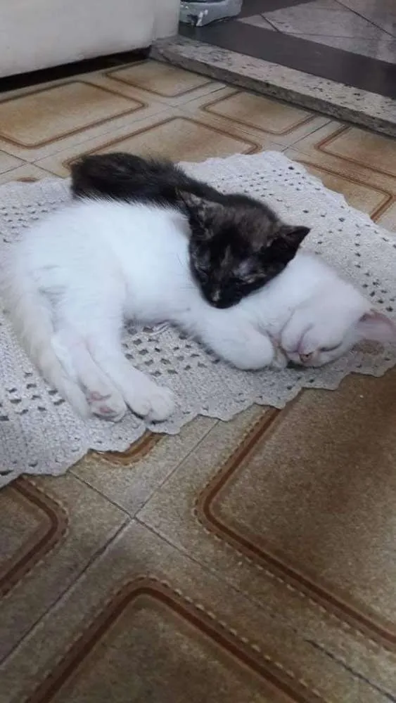 Gato raça Sem raça definicca idade 2 a 6 meses nome Branco e Rajado