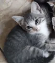 Tom 
