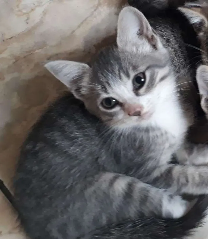 Gato ra a  idade 2 a 6 meses nome Tom 