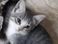 Tom 