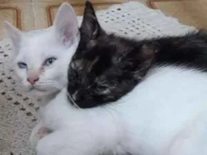 Gato raça Sem raça definicca idade 2 a 6 meses nome Branco e Rajado