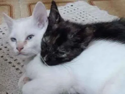 Gato raça Sem raça definicca idade 2 a 6 meses nome Branco e Rajado