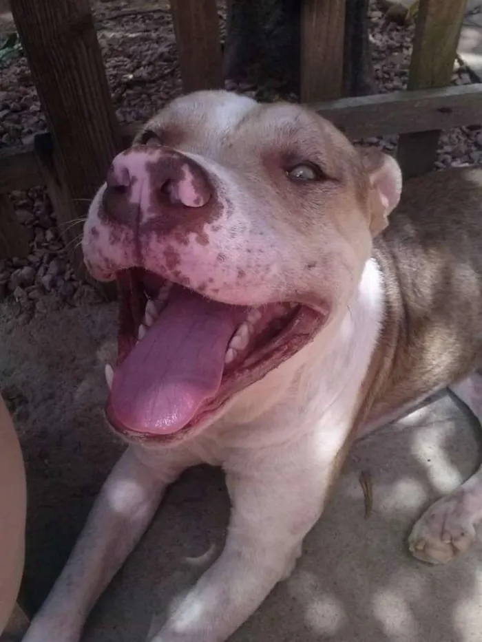 Cachorro ra a Pitbull idade 4 anos nome Apache