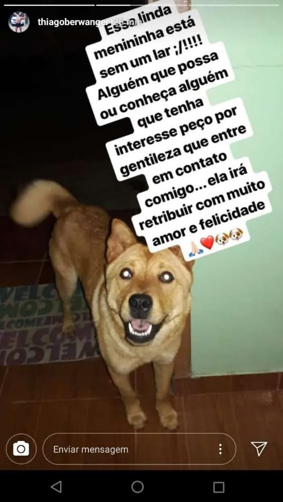 Cachorro ra a Shaw shaw com vira lata  idade 1 ano nome Luna