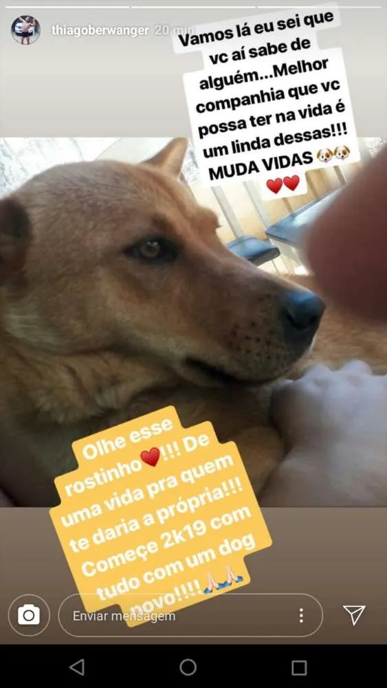 Cachorro ra a Shaw shaw com vira lata  idade 1 ano nome Luna