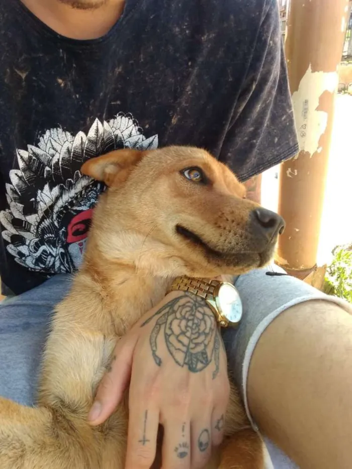 Cachorro ra a Shaw shaw com vira lata  idade 1 ano nome Luna