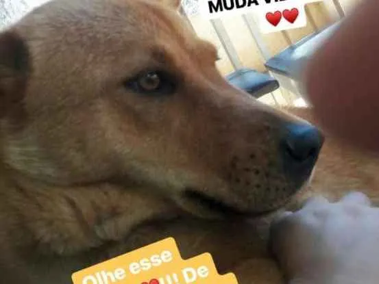 Cachorro ra a Shaw shaw com vira lata  idade 1 ano nome Luna