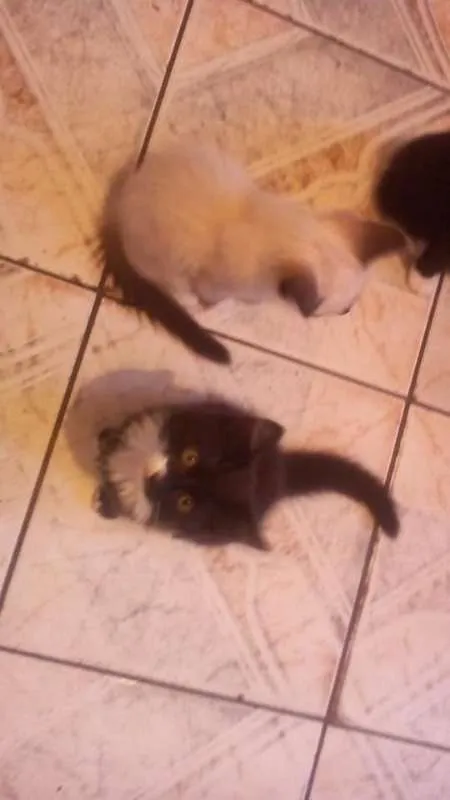 Gato ra a Vira LATA  idade Abaixo de 2 meses nome Sem Nomes 