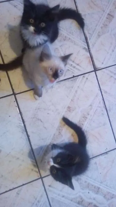 Gato ra a Vira LATA  idade Abaixo de 2 meses nome Sem Nomes 