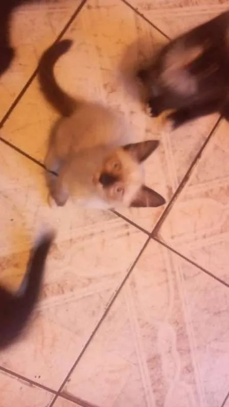 Gato ra a Vira LATA  idade Abaixo de 2 meses nome Sem Nomes 