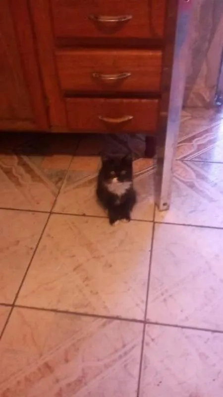 Gato ra a Vira LATA  idade Abaixo de 2 meses nome Sem Nomes 