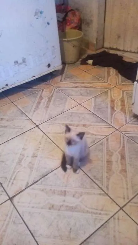 Gato ra a Vira LATA  idade Abaixo de 2 meses nome Sem Nomes 