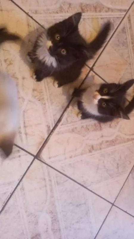 Gato ra a Vira LATA  idade Abaixo de 2 meses nome Sem Nomes 