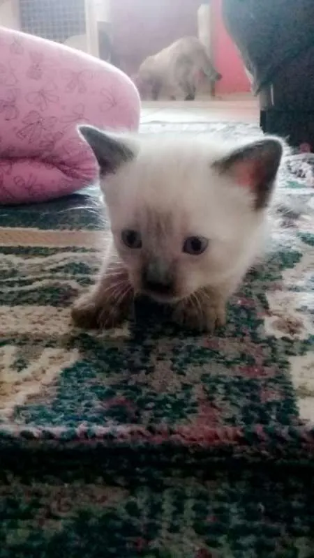 Gato ra a Vira LATA  idade Abaixo de 2 meses nome Sem Nomes 
