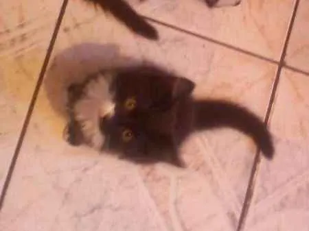 Gato ra a Vira LATA  idade Abaixo de 2 meses nome Sem Nomes 