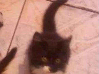 Gato ra a Vira LATA  idade Abaixo de 2 meses nome Sem Nomes 