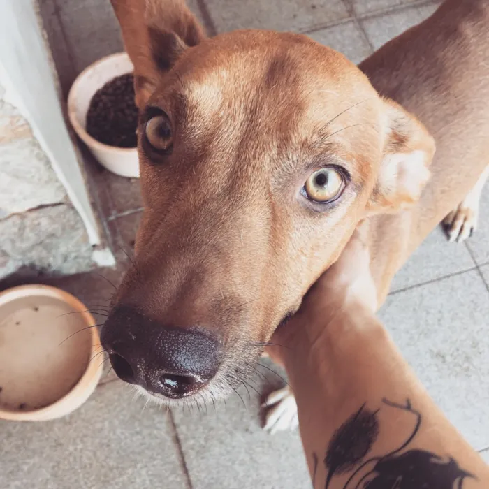 Cachorro ra a Vira lata  idade 2 anos nome Batata
