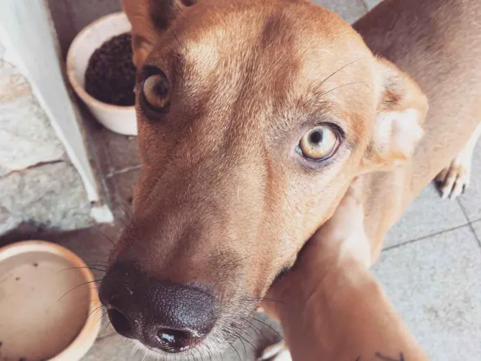 Cachorro ra a Vira lata  idade 2 anos nome Batata