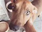 Cachorro raça Vira lata  idade 2 anos nome Batata