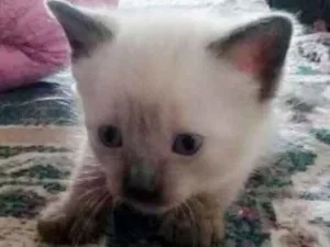 Gato raça Vira LATA  idade Abaixo de 2 meses nome Sem Nomes 