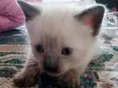 Gato ra a Vira LATA  idade Abaixo de 2 meses nome Sem Nomes 