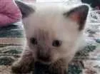 Gato raça Vira LATA  idade Abaixo de 2 meses nome Sem Nomes 