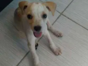 Cachorro raça Mestiça idade 2 a 6 meses nome Nenhum