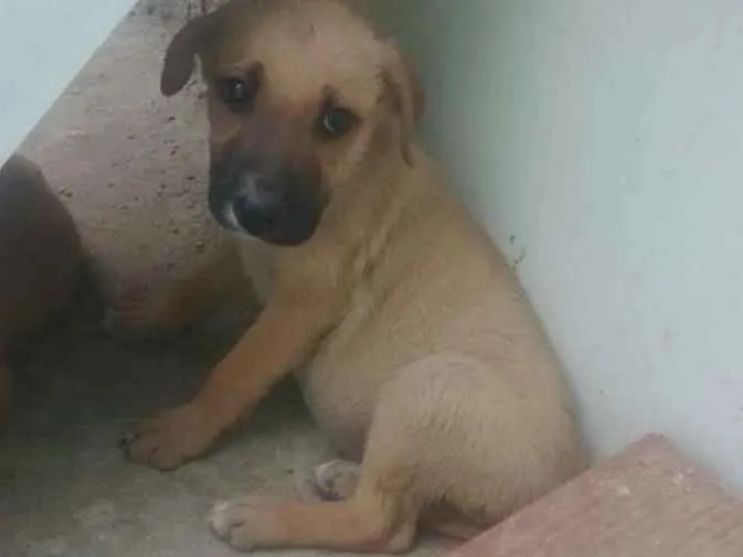 Cachorro ra a vira-lata idade 2 a 6 meses nome marronzinha